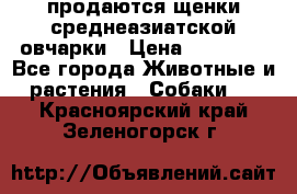 продаются щенки среднеазиатской овчарки › Цена ­ 30 000 - Все города Животные и растения » Собаки   . Красноярский край,Зеленогорск г.